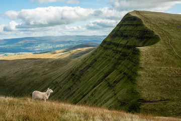 Einsames Schaf in den H&uuml;geln der Breacon Beacons in Wales, UK