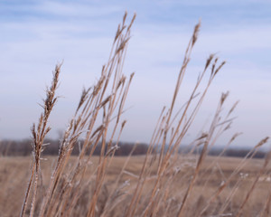 Fototapeta premium Light frost on tall grasses overlooking prairie landscape