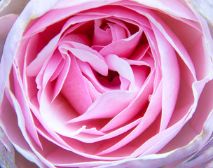 close-up pink garden tender rose flower  