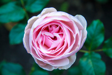 close-up pink  garden natural rose flower on a  leaf background