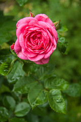 close-up pink  garden natural rose flower on a  leaf background