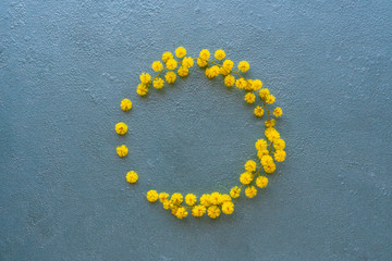 Flowers composition. Wreath made of mimosa flowers on blue background