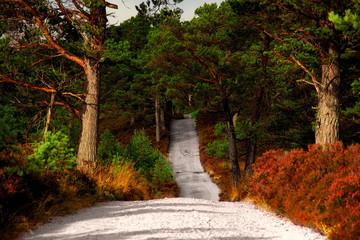 Sandiger Weg durch die schottischen Highlands im Caingorms Nationalpark bei Aviemore in Schottland, Wanderweg