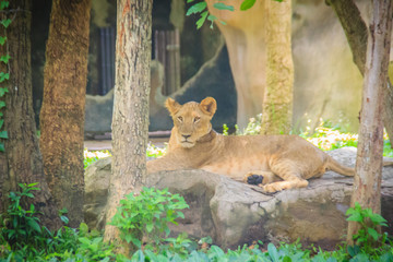 The lion (Panthera leo) is one of the big cats in the genus Panthera and a member of the family Felidae. The commonly used term African lion collectively denotes the several subspecies in Africa.