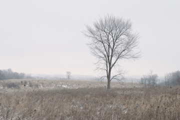 Lone tree on a frost covered winter prairie