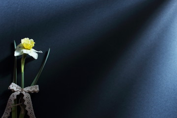 Light and shadow. Daffodil with lace on dark background lit by rays of sunlight. Minimal concept with copy space.