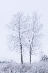 Fototapeta na wymiar Two stark trees with heavy frost, white sky and snow