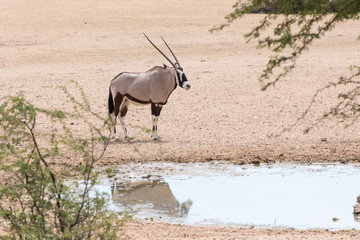 Naklejka premium Gemsbok, Oryx gazella, Kgalagadi Transfrontier, National Park, Northern Cape, South Africa