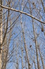 Fototapeta premium Branches tree in winter