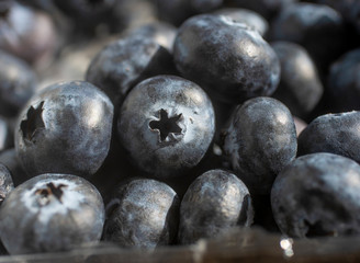 blueberries on white background