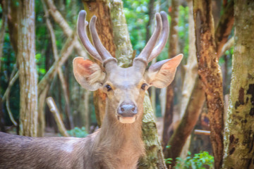 Cute Barasingha (Cervus duvauceli), also called swamp deer, graceful deer, belonging to the family Cervidae (order Artiodactyla)