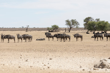 Herd of Blue Wildebeest, Kgalagadi Transfrontier Park, Northern Cape, South Africa