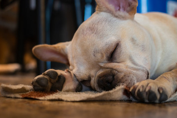 Close up white French  Bulldog sleeping on the floor.