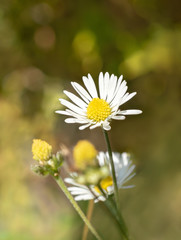 Beautiful chamomile flowers in a garden 