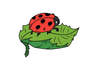 Ladybug bright little insect on a large leaf illustration isolated on white background.