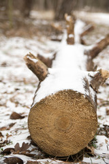 snow-covered log with smooth saw cut