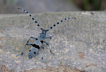 Rosalia Longicorn, Rosalia alpina, in Czech republic.