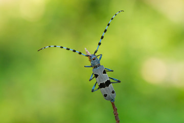 Rosalia Longicorn, Rosalia alpina, in Czech republic.