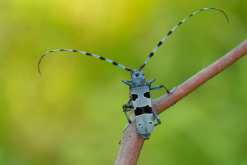 Rosalia Longicorn, Rosalia alpina, in Czech republic.