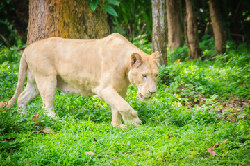 Cute white lion (Panthera leo), one of the big cats in the genus Panthera and a member of the family Felidae. The commonly used term African lion collectively denotes the several subspecies in Africa.