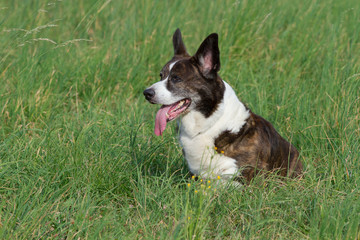 Male Brindle Welsh Corgi Cardigan in a grass