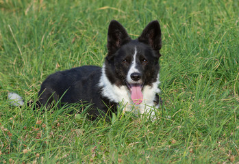 Welsh Corgi Cardigan tricolor with brindle points