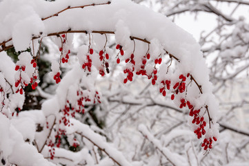 The Barberry bush with berries covered with snow