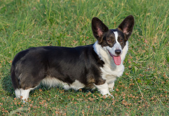 Welsh Corgi Cardigan tricolor with brindle points