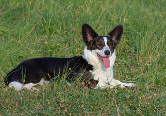 Welsh Corgi Cardigan tricolor with brindle points