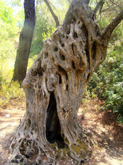 Brown tree trunk, background, texture. Old tree  – Image