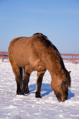 Horse grazing in winter