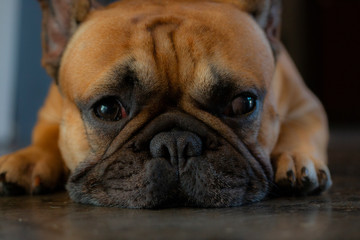 Close up of young French Bulldog  looking to the camera and laying on the floor.