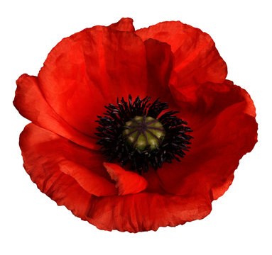 red poppy flower on a white isolated background with clipping path.   Closeup.  no shadows.  For design.  Nature.