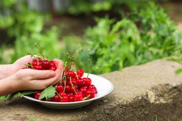 cherries, red and ripe crop. food background. top photo