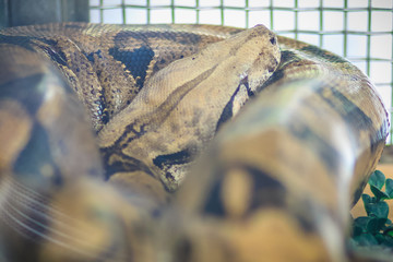 The boa constrictor, also called the red-tailed boa or the common boa, is a species of large,...