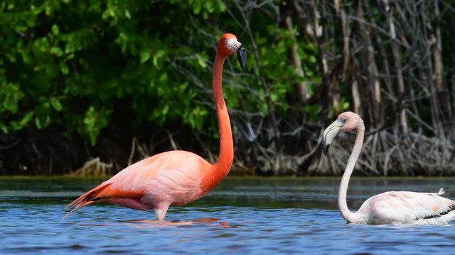 The Adult and Juvenile American flamingo. American flamingo or Caribbean flamingo, Scientific name: Phoenicopterus ruber.