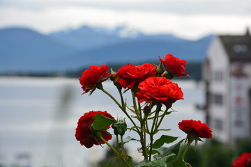 Strauch rote Rosen in Norwegen mit Berge und Meer im Hintergrund