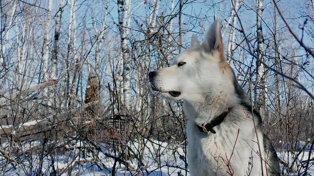 A pet husky wolf dog explores the forest on a cold and sunny winter day.
