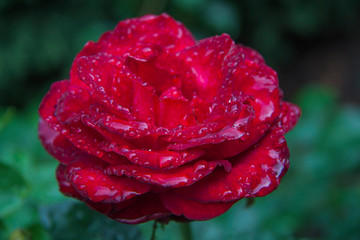 close-up red rose flower with water rain drops