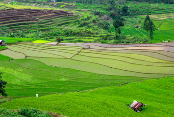 beautiful rice fields in Bali