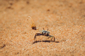 Crab on the beach of Icaraizinho de Amontada.