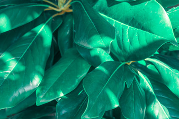 tropical leaf texture, dark green foliage nature background