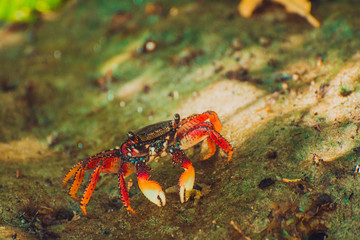 Crab on the beach of Icaraizinho de Amontada.