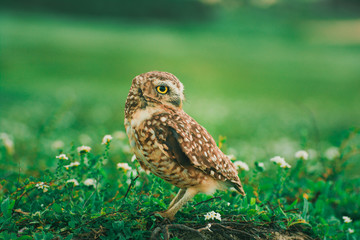 Owl on the way to Jericoacoara