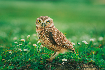 Owl on the way to Jericoacoara
