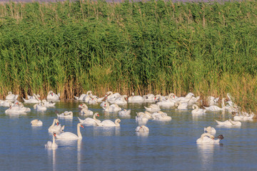 white swans on lake