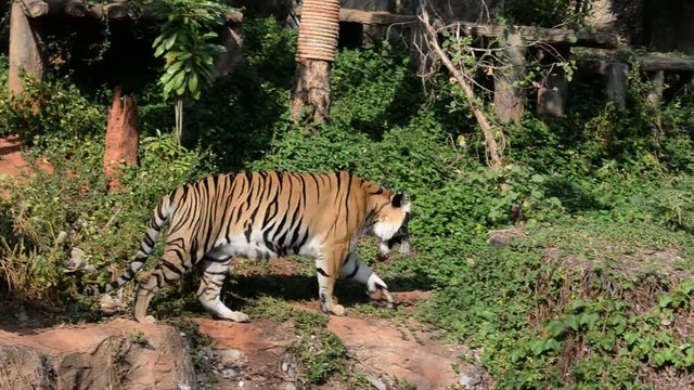 Bengal tiger is walking in the forest.