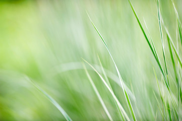 Blade of grasses against defocused background