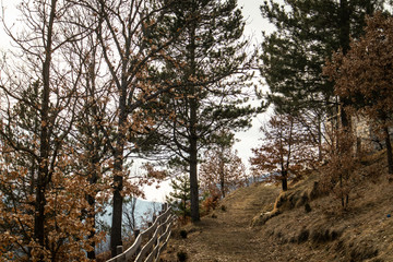 Mountain in winter with a little snow. Tara mountain in Serbia.
