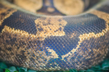 The boa constrictor, also called the red-tailed boa or the common boa, is a species of large, heavy-bodied snake that is frequently kept and bred in captivity.